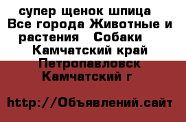 супер щенок шпица - Все города Животные и растения » Собаки   . Камчатский край,Петропавловск-Камчатский г.